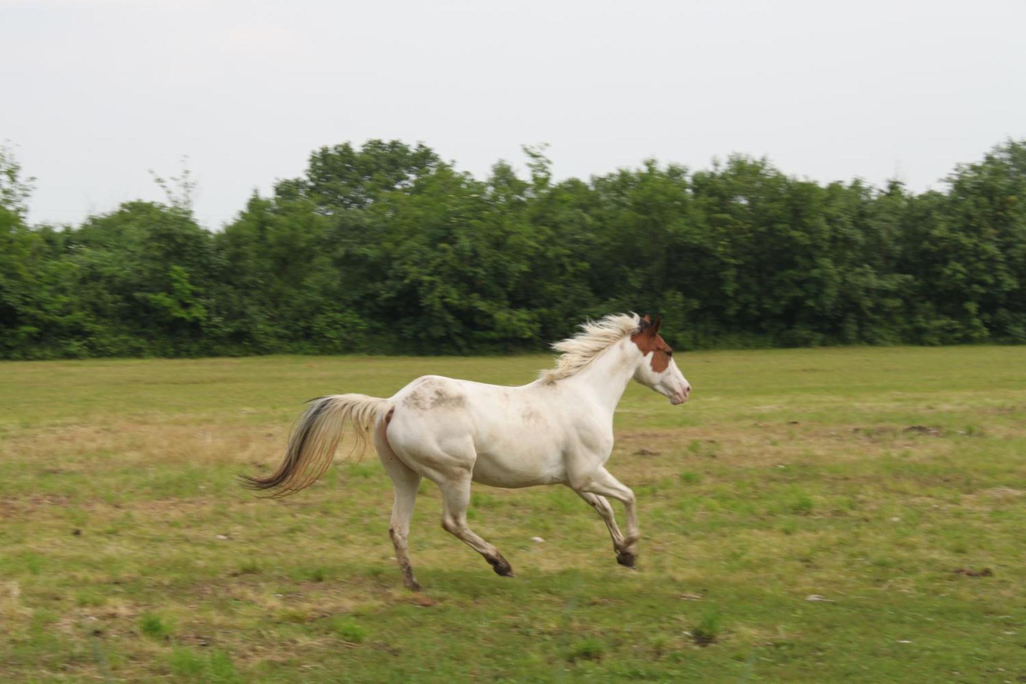 Agriturismo Al Ranch Castello dʼAviano Eksteriør billede