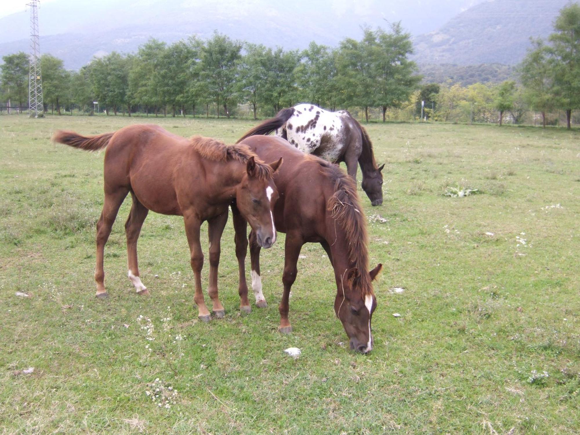 Agriturismo Al Ranch Castello dʼAviano Eksteriør billede