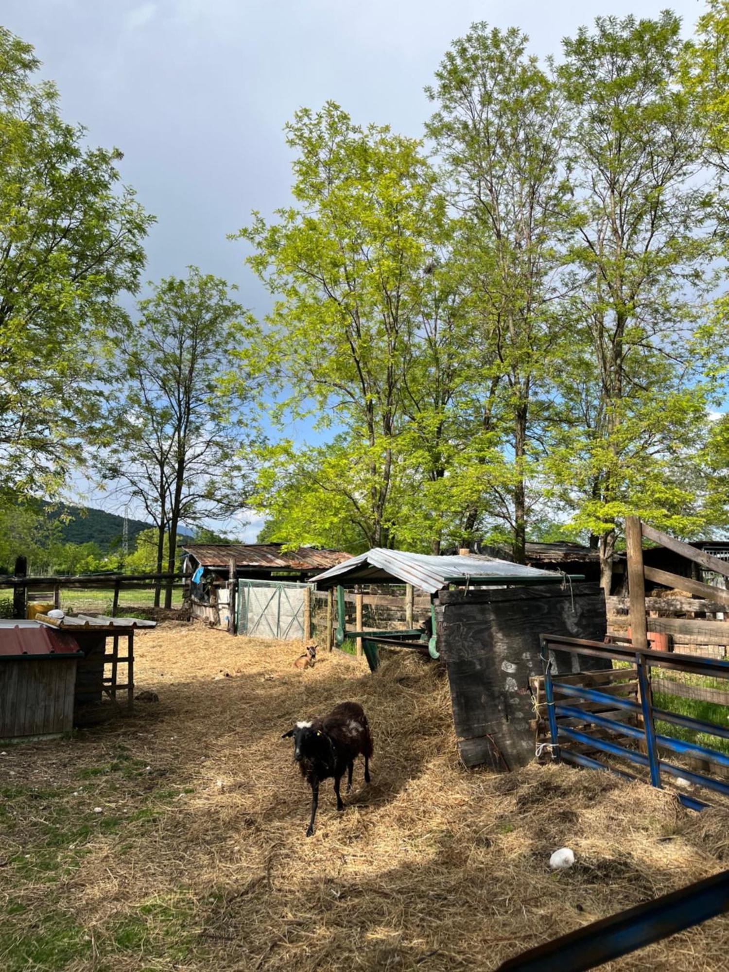 Agriturismo Al Ranch Castello dʼAviano Eksteriør billede