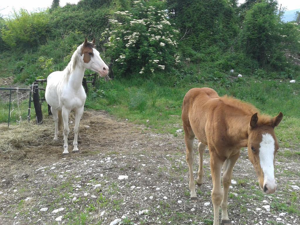 Agriturismo Al Ranch Castello dʼAviano Eksteriør billede